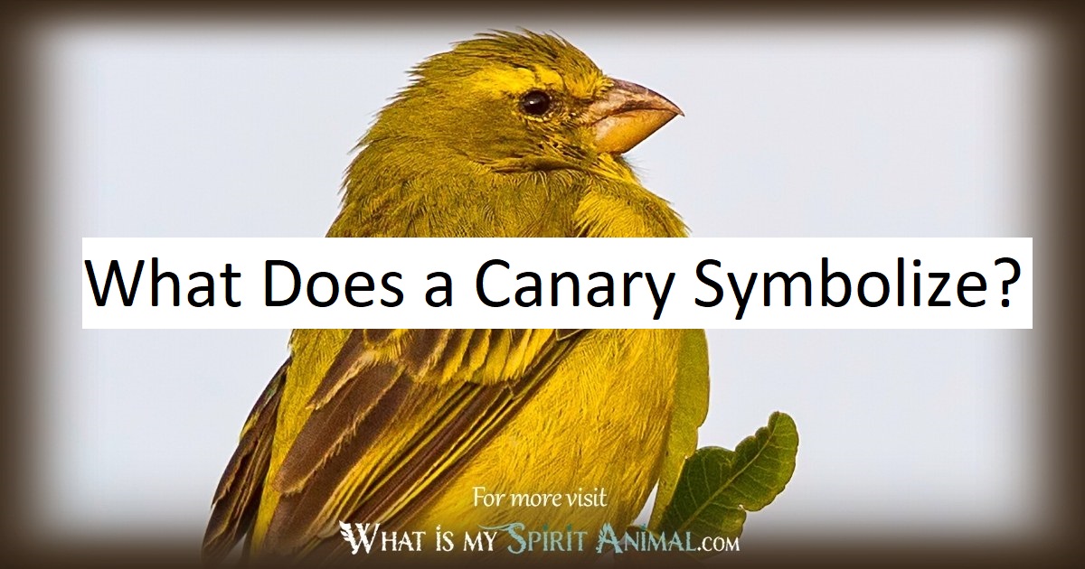 What Does a Canary Symbolize? - Featherland Bird Cage