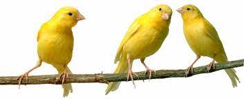 What Does a Canary Symbolize