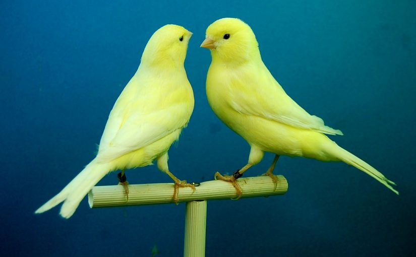What Does a Canary Symbolize