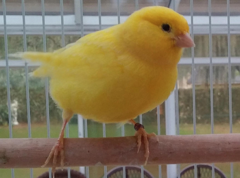 What Does a Canary Symbolize? Featherland Bird Cage