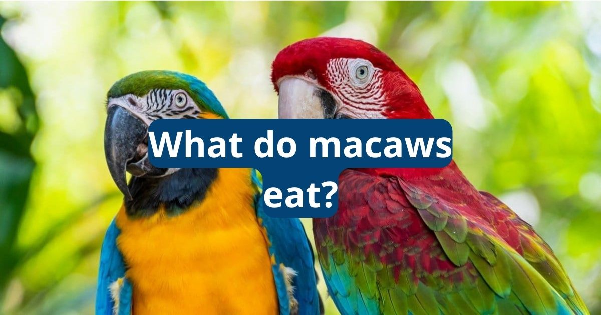 What Do Macaws Eat? - Featherland Bird Cage