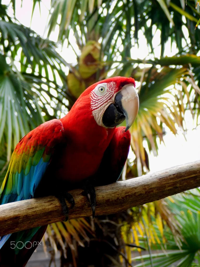 What is a Macaws Diet