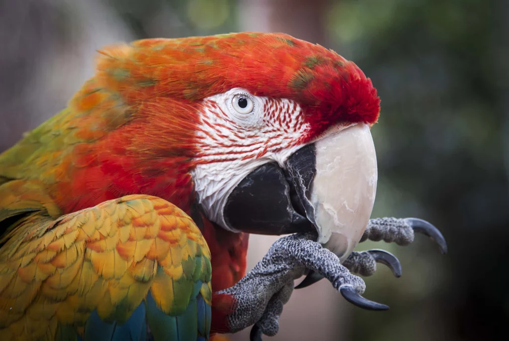 What is a Macaws Diet