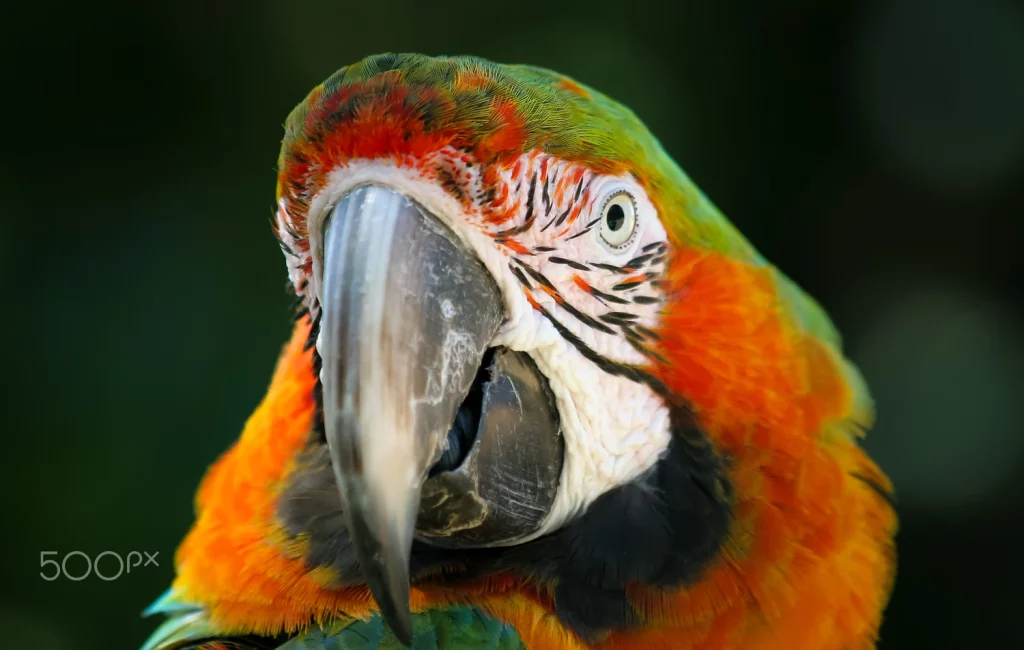 What is a Macaws Diet