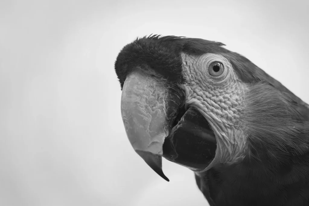 What is a Macaws Diet