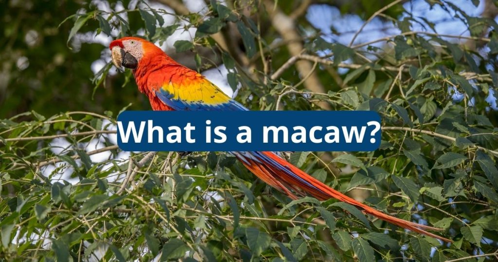 what is a macaw