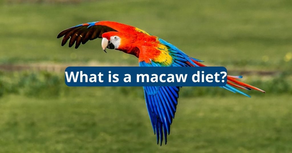 What is a Macaws Diet