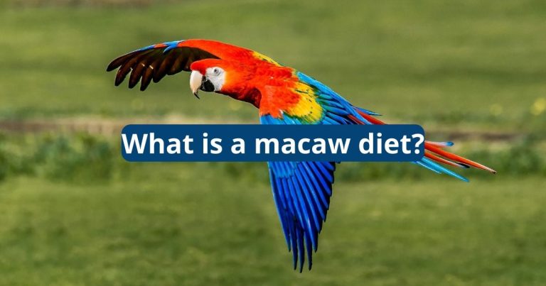 What is a Macaw Diet? - Featherland Bird Cage