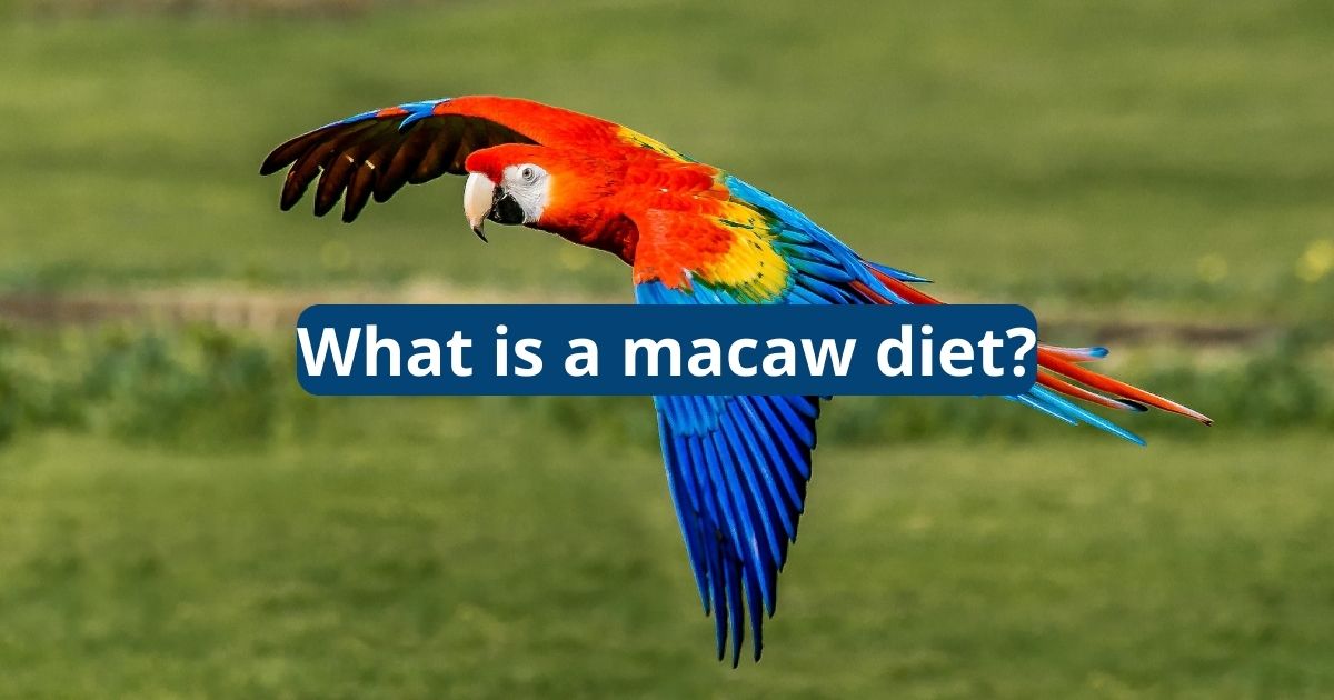 Photo inspiration: Fresh Look at What Is A Macaw Diet