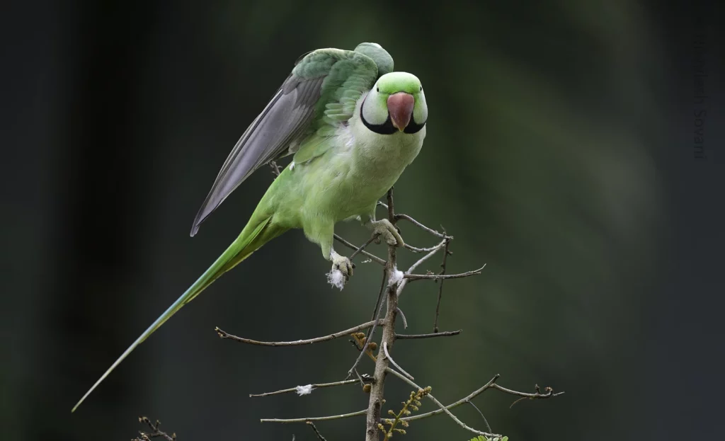 What to Do If You Find a Parakeet Outside