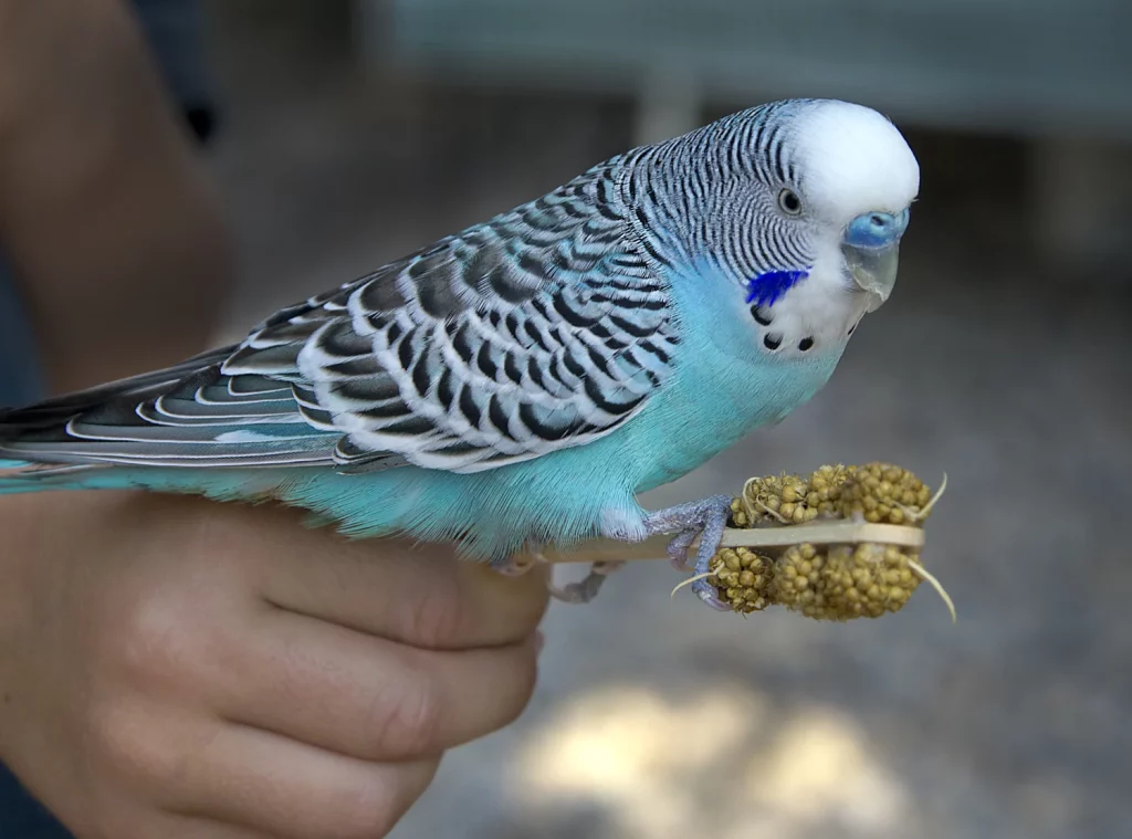 What to Do If You Find a Parakeet Outside