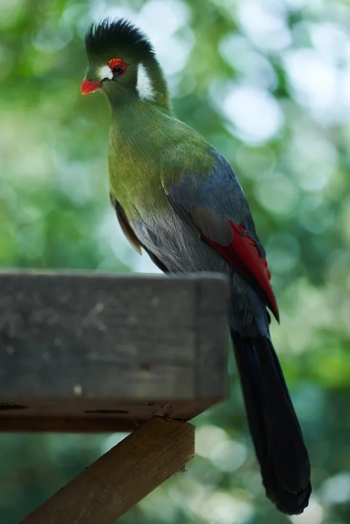 Where Are African Greys From