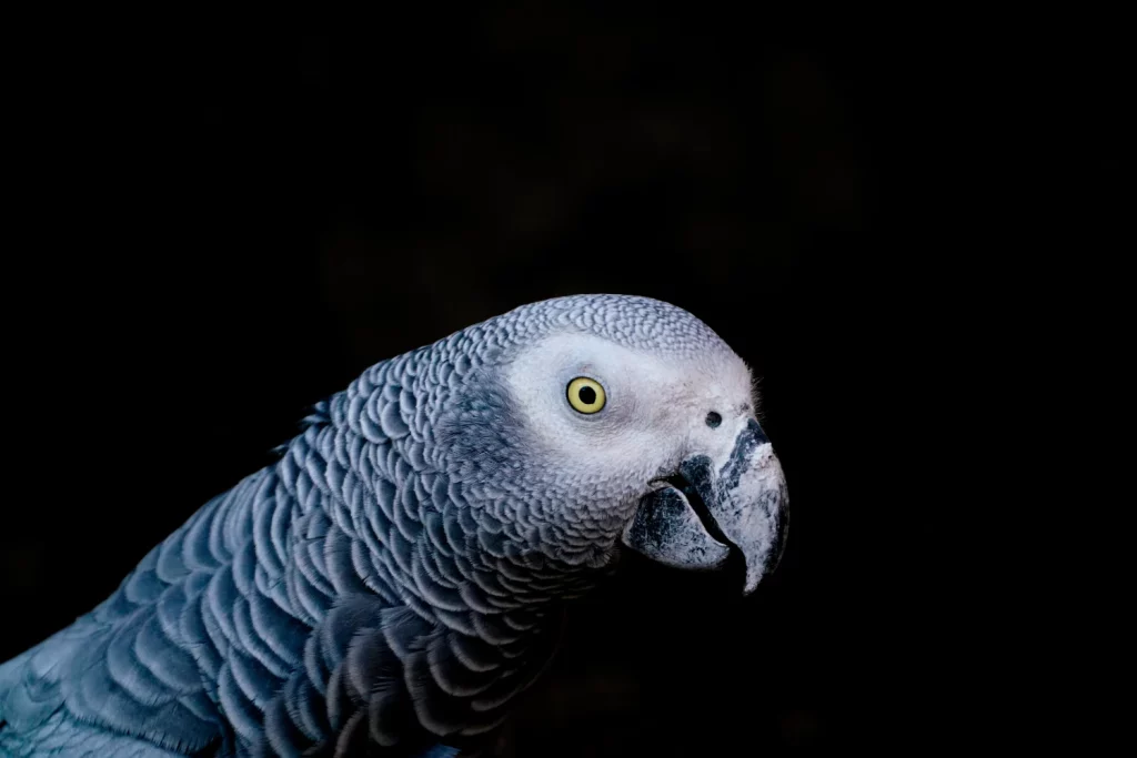 Where Are African Greys From