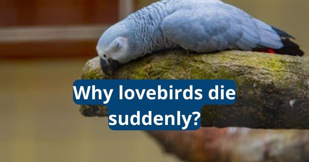 why lovebirds die suddenly