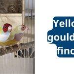Yellow Gouldian Finch