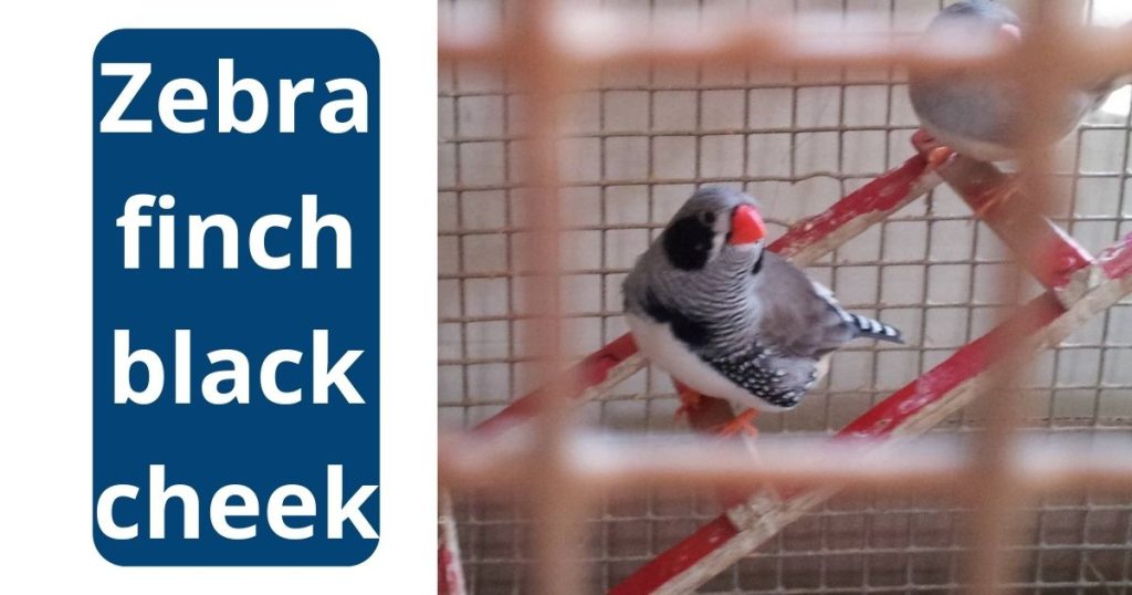 Zebra Finch black cheek