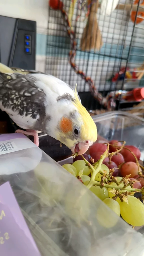 Can Cockatiels Eat Grapes?