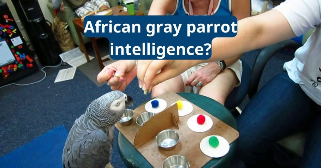 African Grey Parrot Intelligence