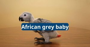 African Grey Baby
