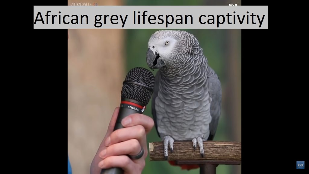 african grey lifespan captivity