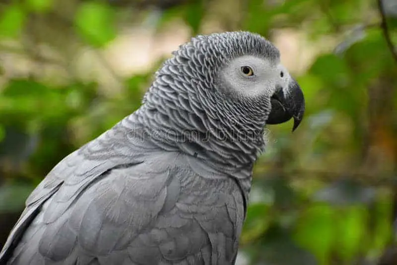 african grey lifespan captivity