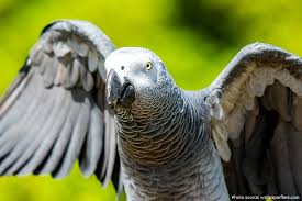 african grey lifespan captivity