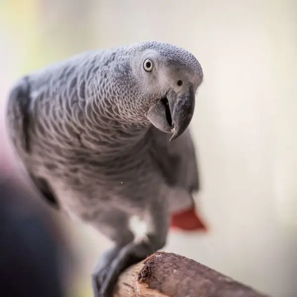 african grey lifespan captivity