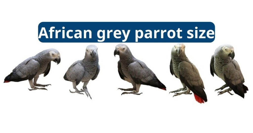 African Grey Parrot Size