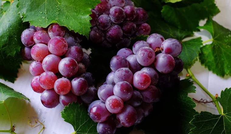 Can African Greys Eat Grapes?