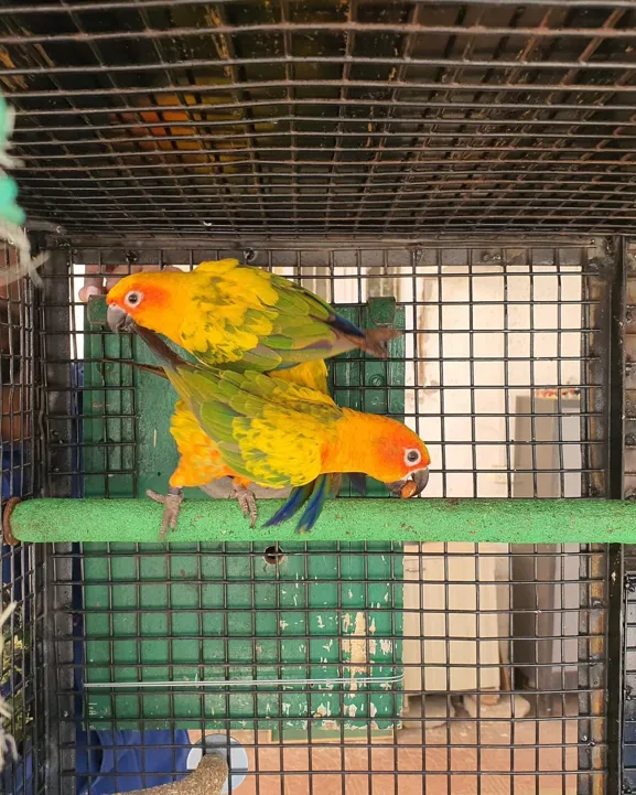 Are Conures Loud