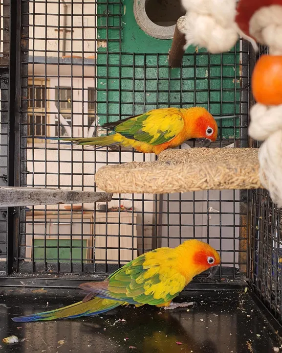 Are Conures Loud