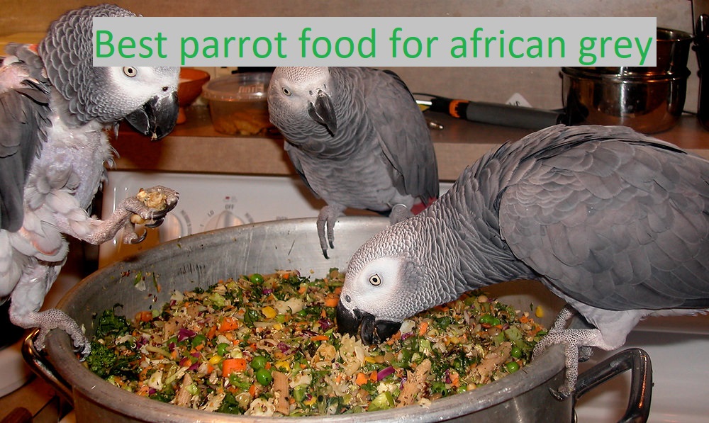 best parrot food for african grey