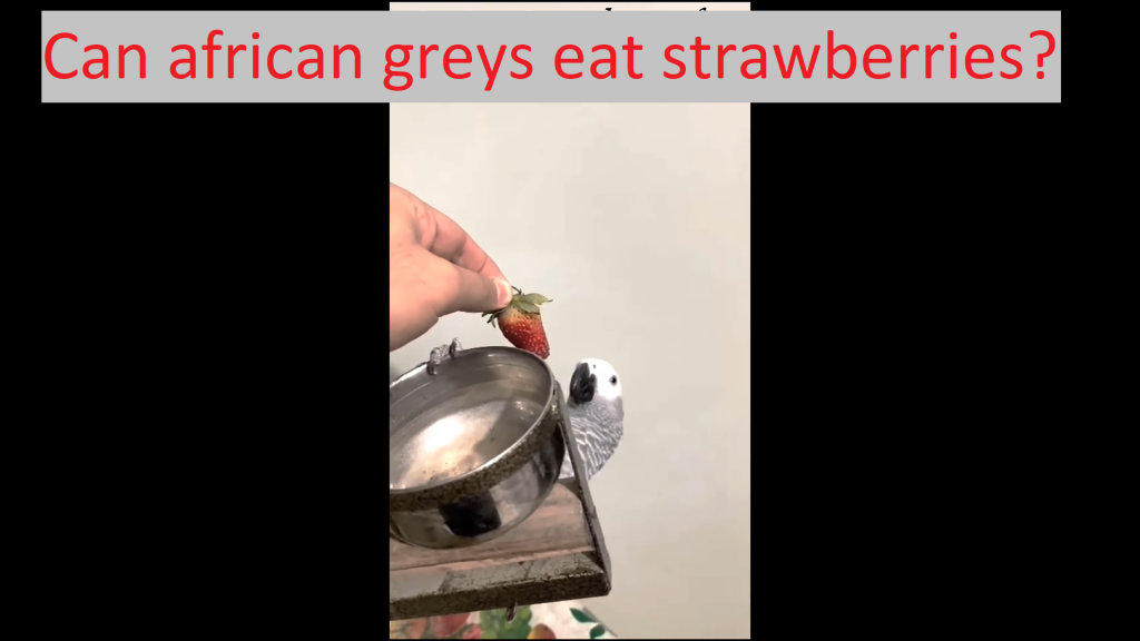 can african greys eat strawberries