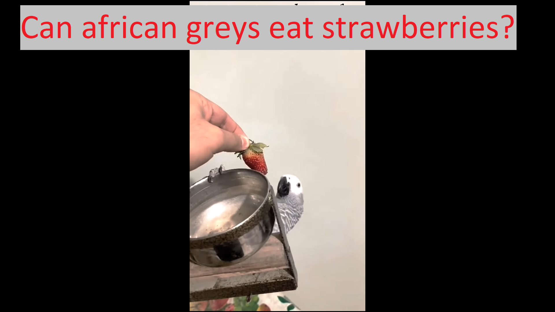 Can african Greys Eat Strawberries? - Featherland Bird Cage