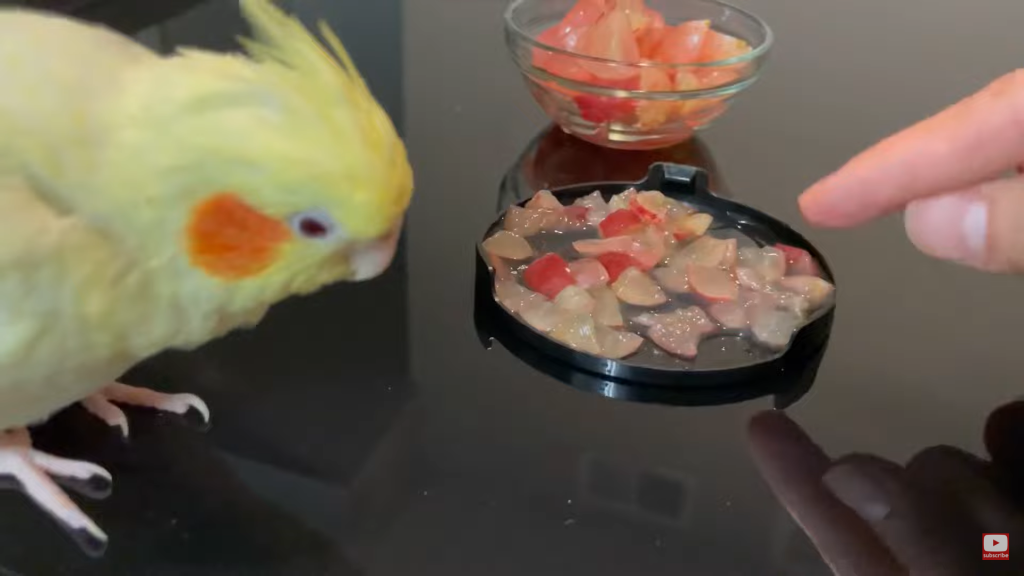 Can Cockatiels Eat Grapes?