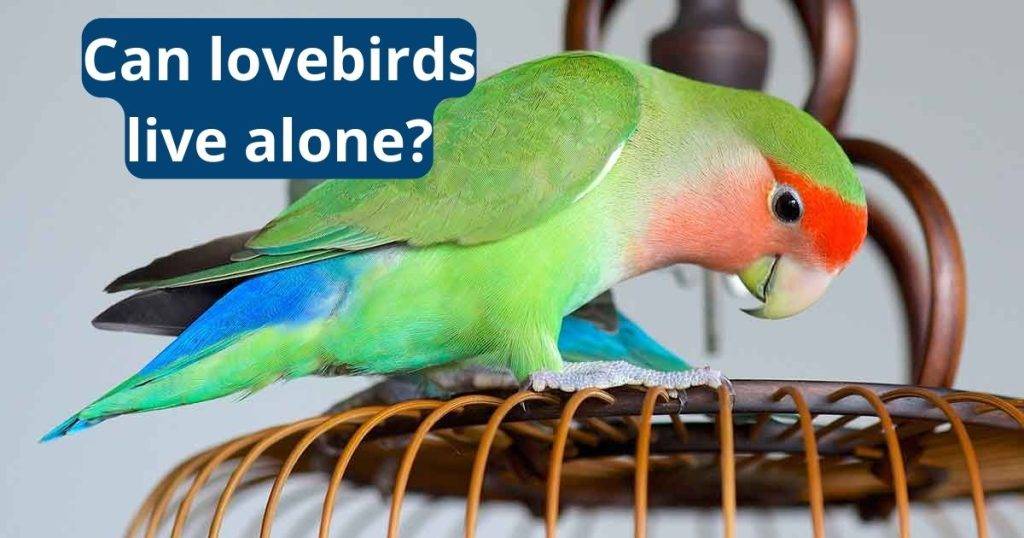 Can Lovebirds Live Alone?