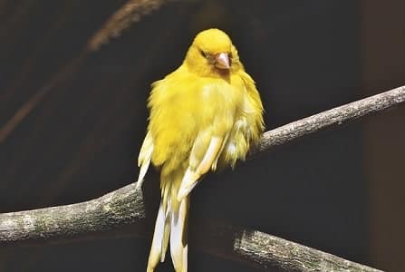 How Long Does Canary Molt Last