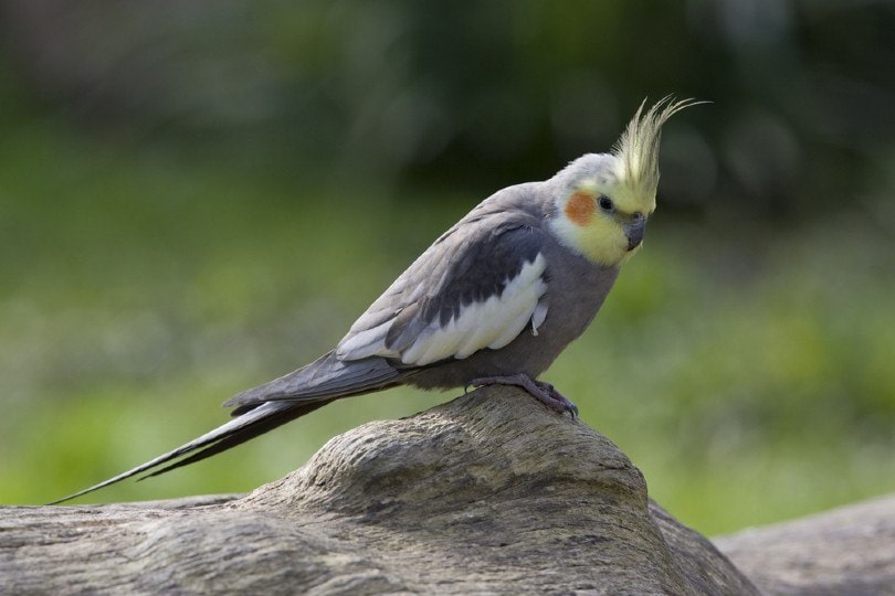 Cockatiel Sick Signs