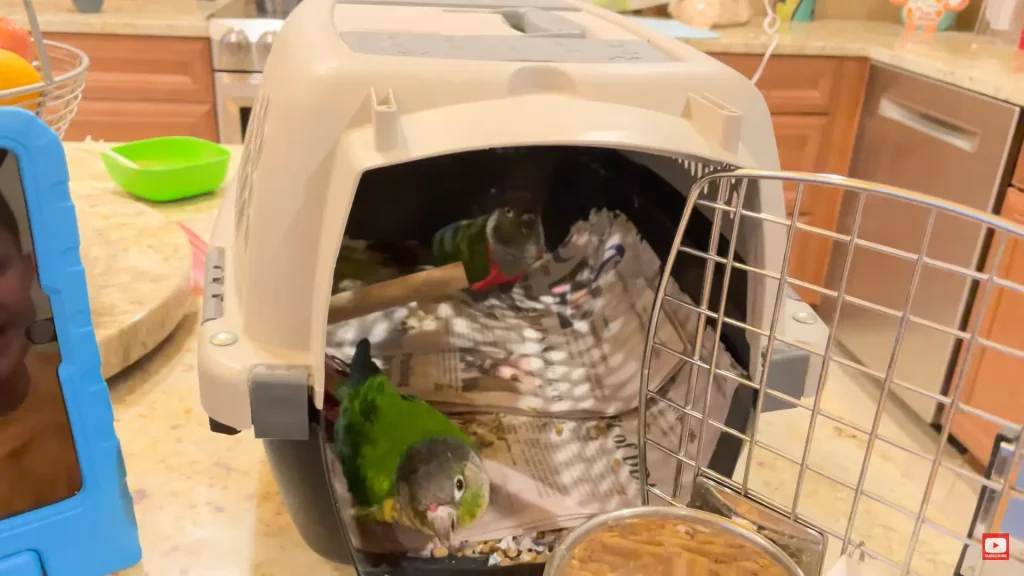 Crimson Bellied Conure Vs Green Cheek Conure