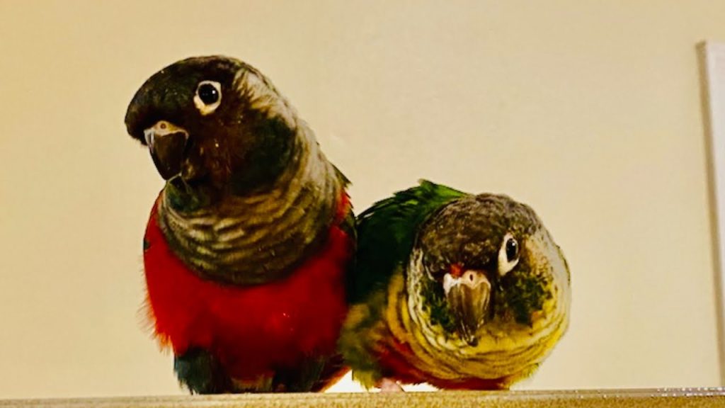 Crimson Bellied Conure Vs Green Cheek Conure