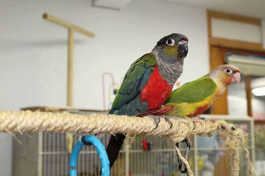 Crimson Bellied Conure Vs Green Cheek Conure