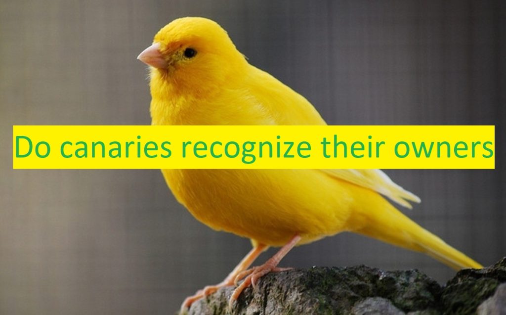 do canaries recognize their owners