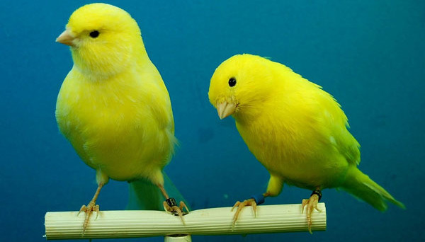 do canaries recognize their owners