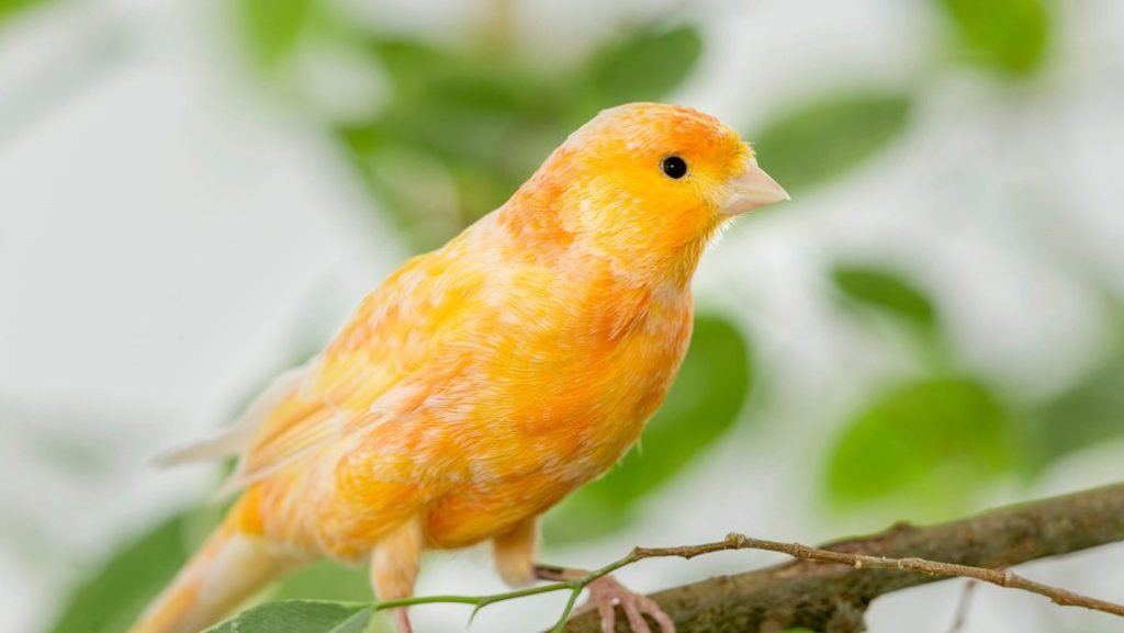 do canaries recognize their owners