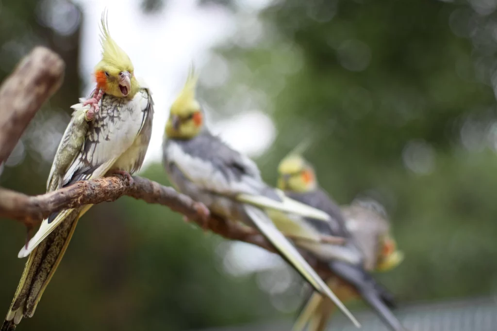 do cockatiels need a friend