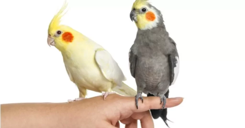 do cockatiels need a friend