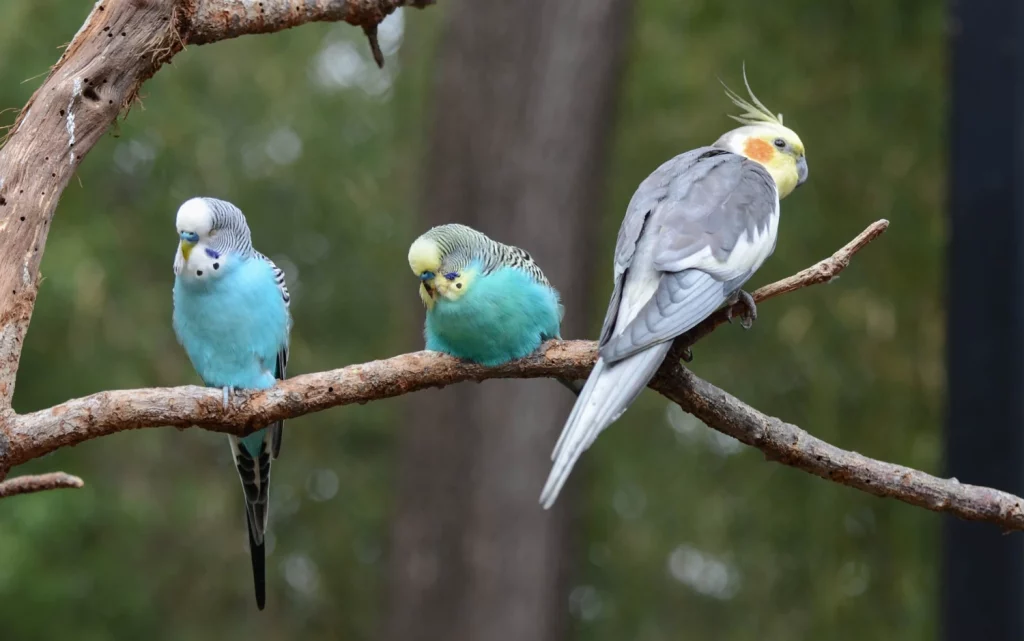 do cockatiels need a friend