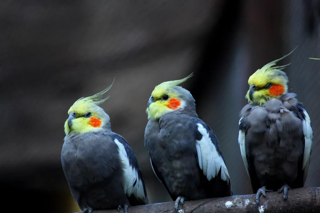 do cockatiels need a friend