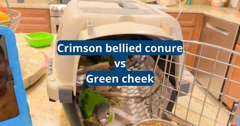 Crimson Bellied Conure Vs Green Cheek Conure