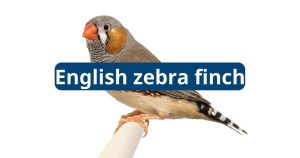 English Zebra Finch